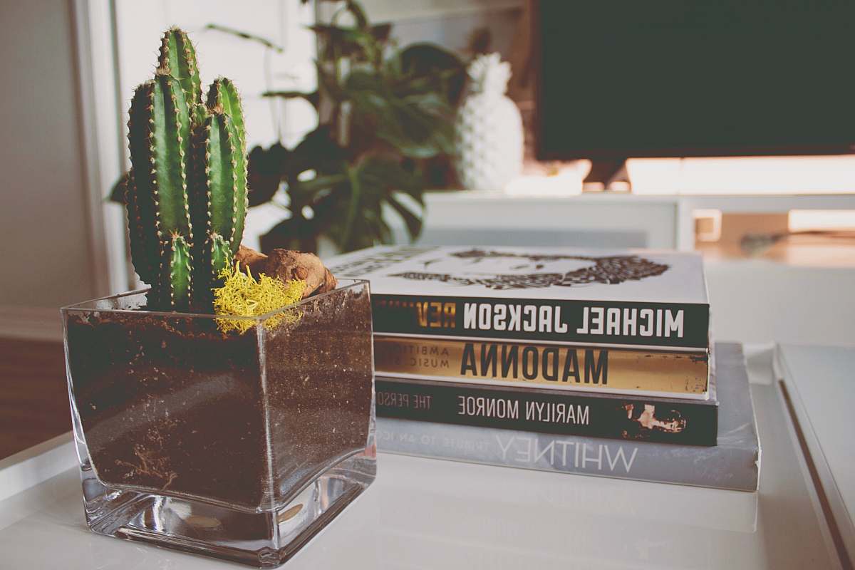 plant cactus near four novel books potted plant