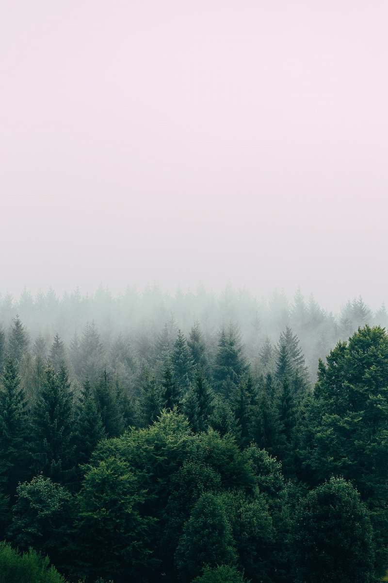 forest aerial photography of forest tree