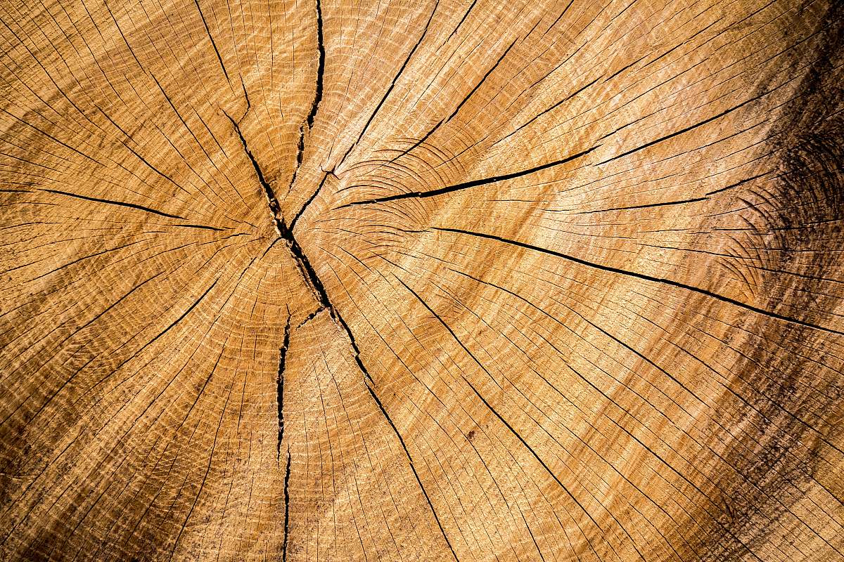 texture  wood stump