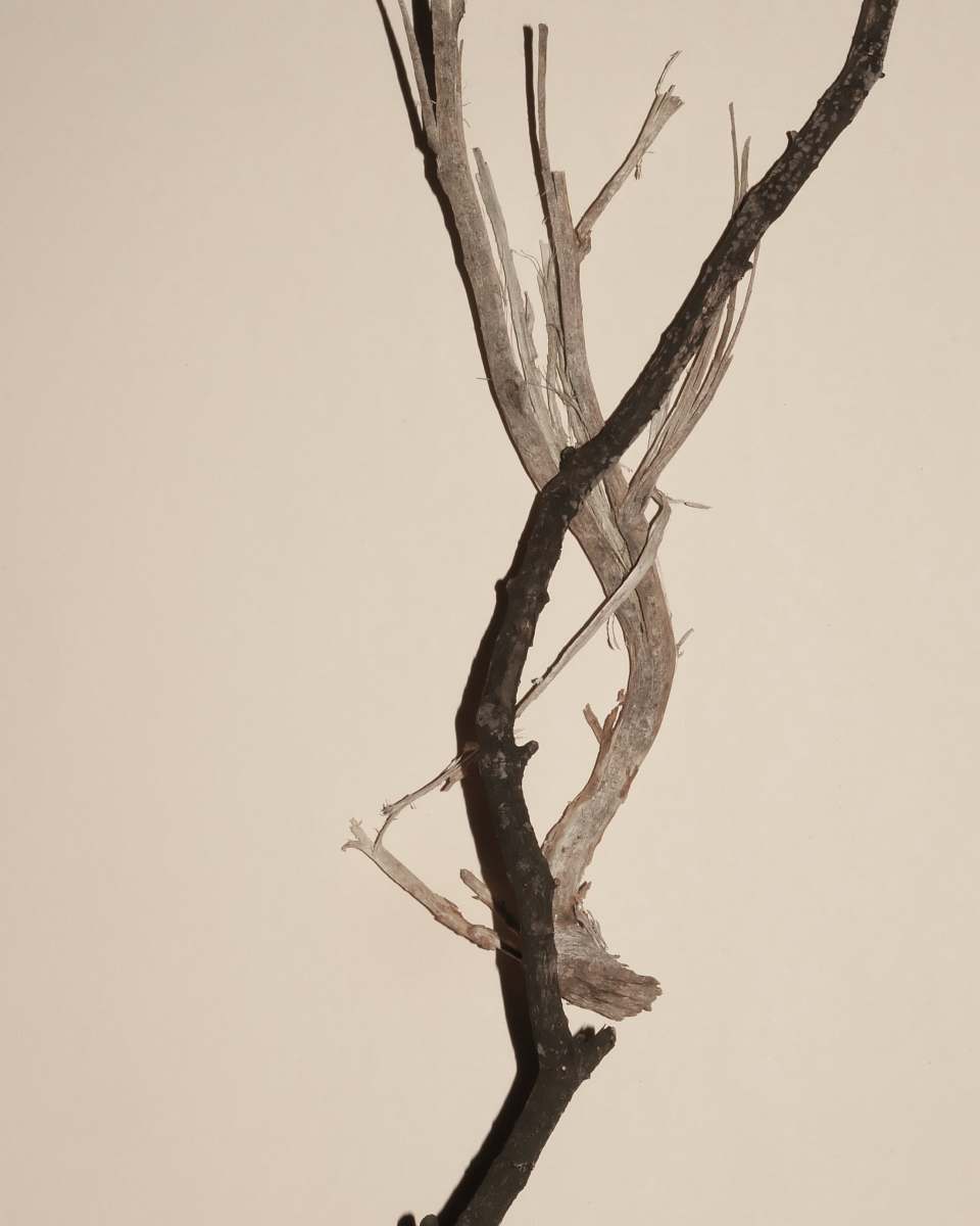 driftwood brown and black stick plant