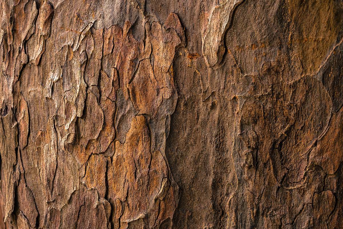 3dRose lsp_112884_1 Tree Bark Macro Photo Close-Up Wood Texture Photography Brown Abstract Organic Nature Photograph Single Toggle Switch