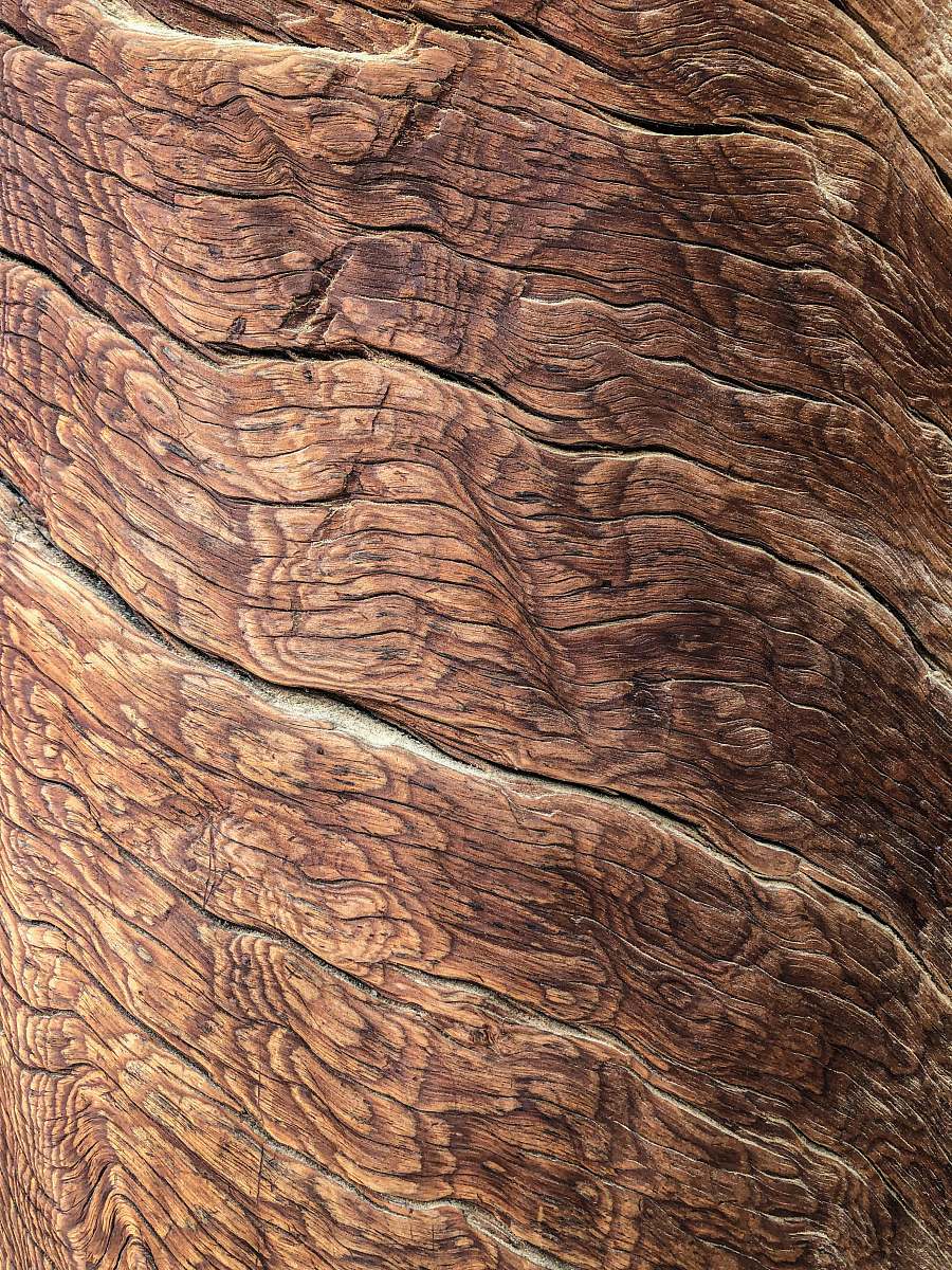 texture brown tree bark plant