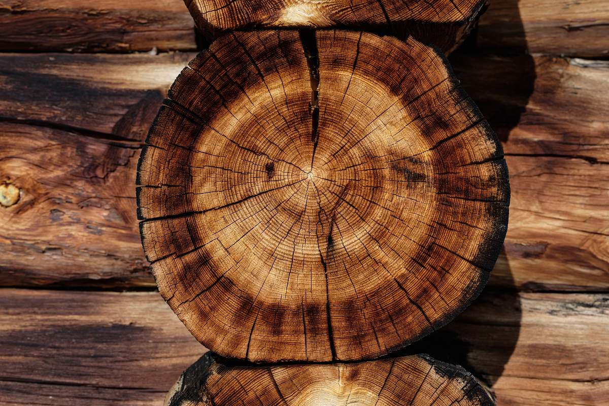 tree brown tree log log