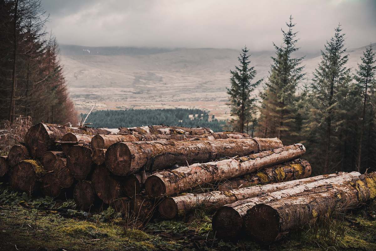 lumber cut wood log lot dublin