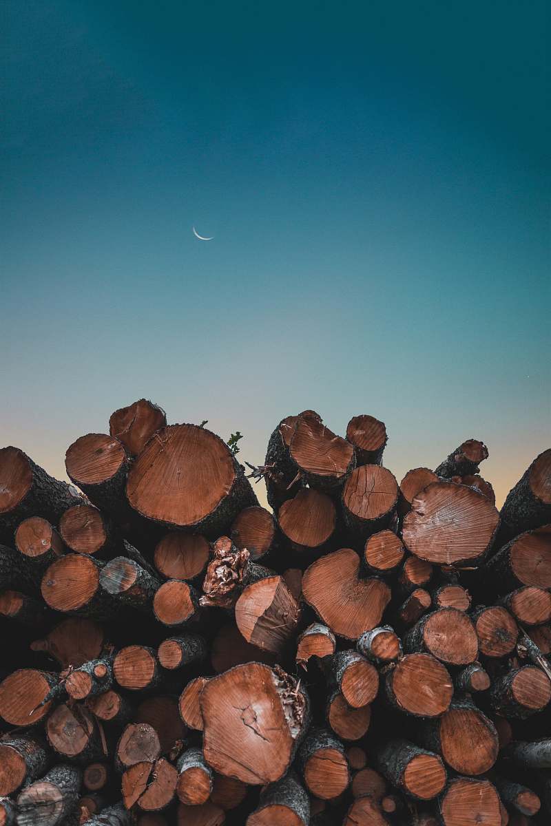 lumber tree logs under blue sky fungus