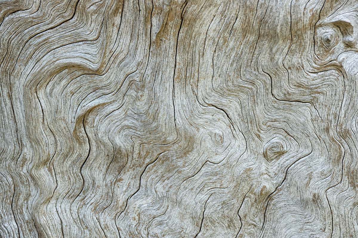 texture tree trunk surface grey