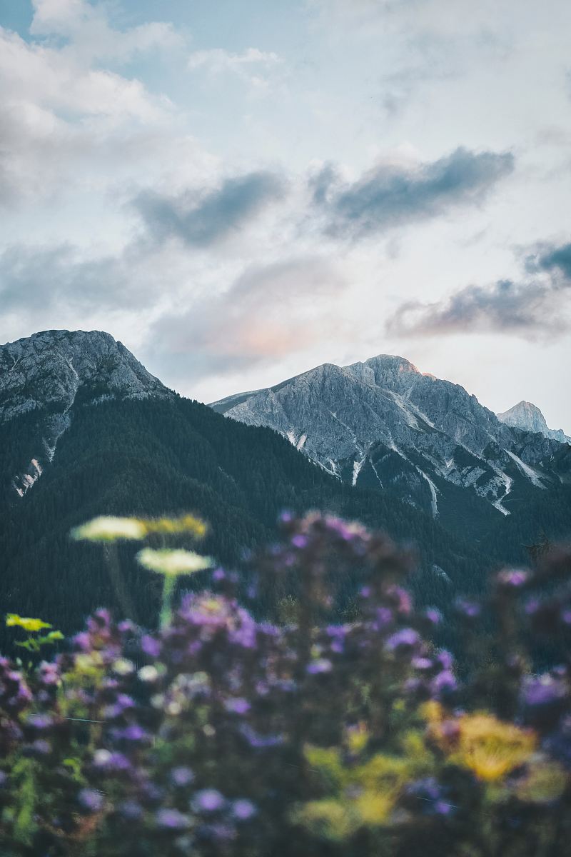 purple petaled flower plants