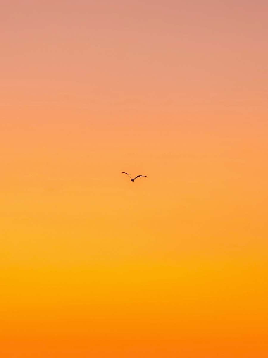 bird flying bird during daytime animal