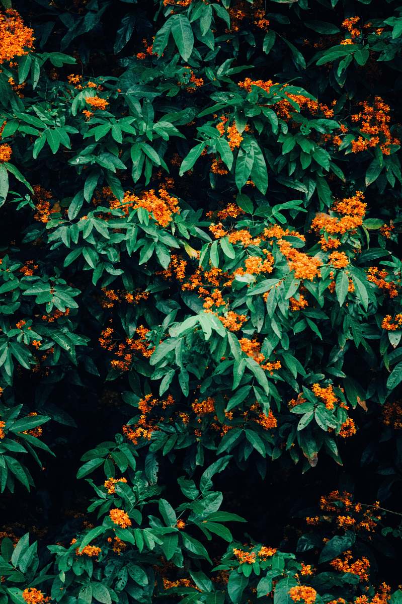 plant orange petaled flower bush
