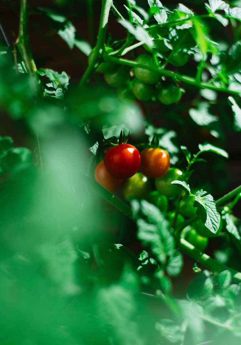 apple red tomato fruits food