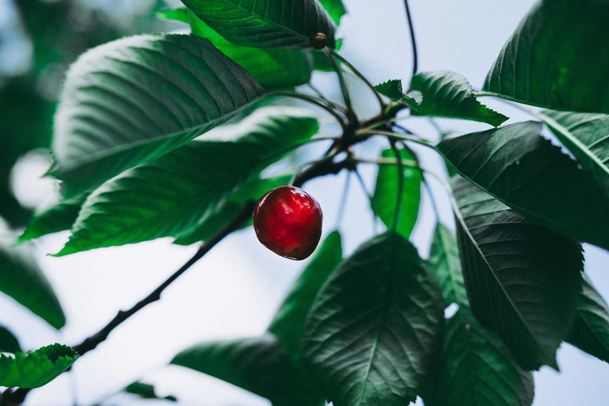 apple round red furit food