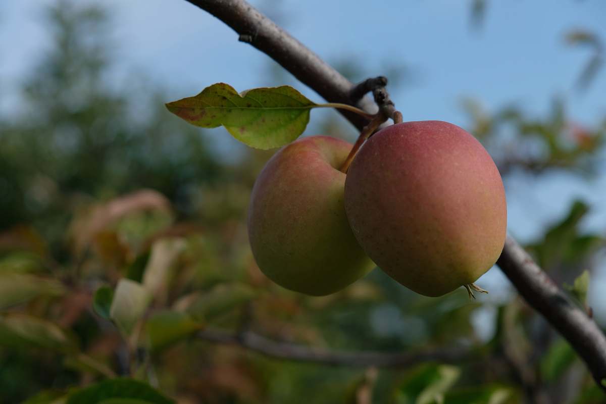 apple selective focus photo of pears food