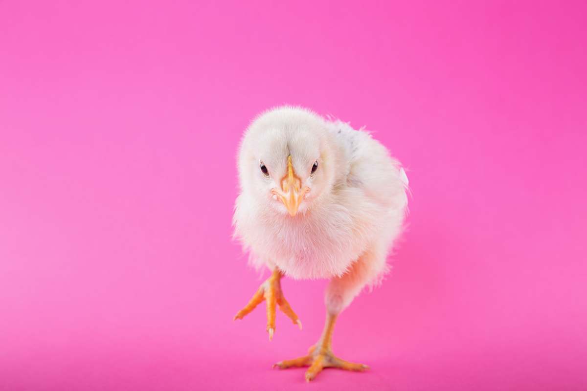 pink white chick chicken beak