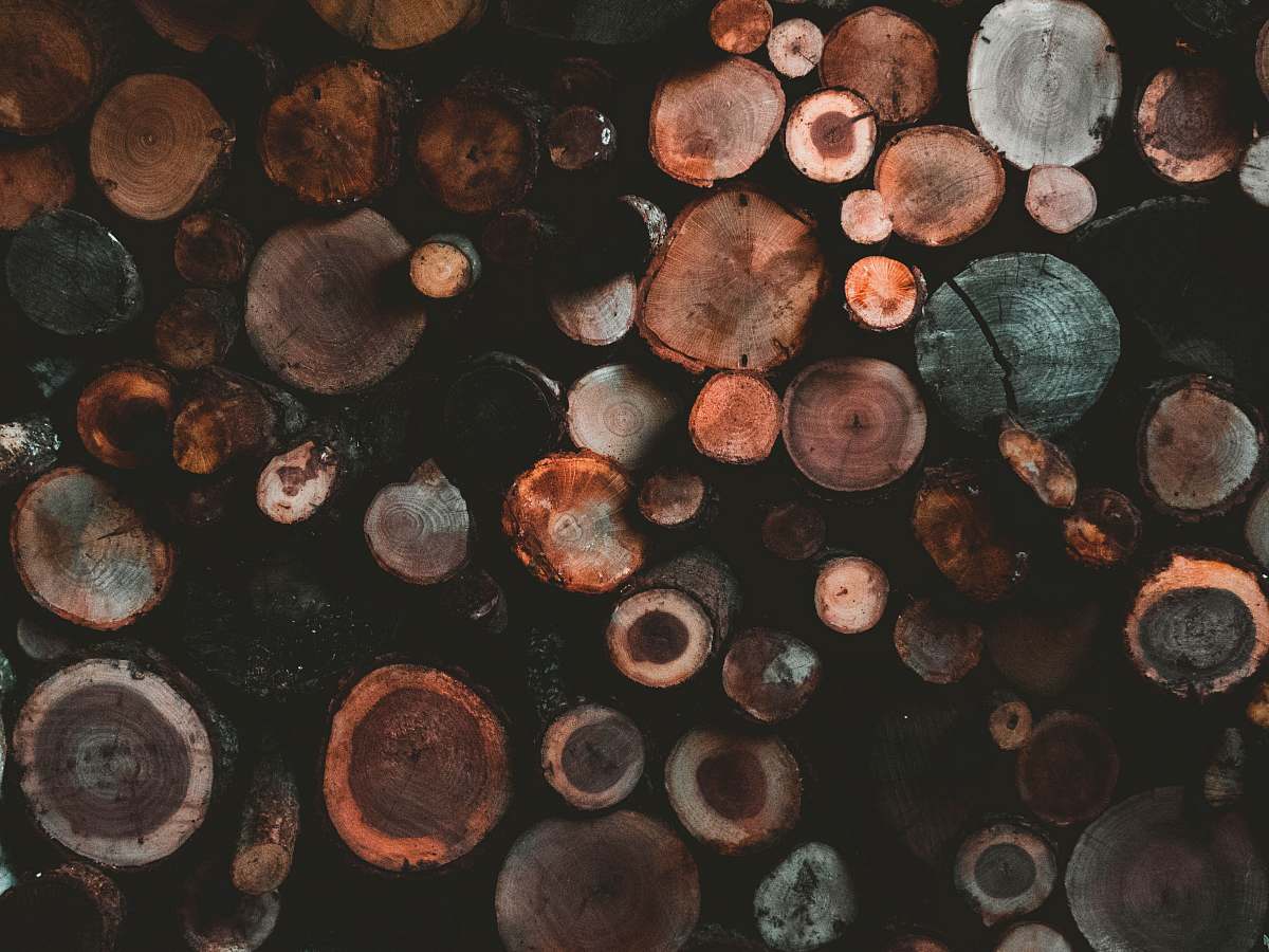 person top view of wood slices people