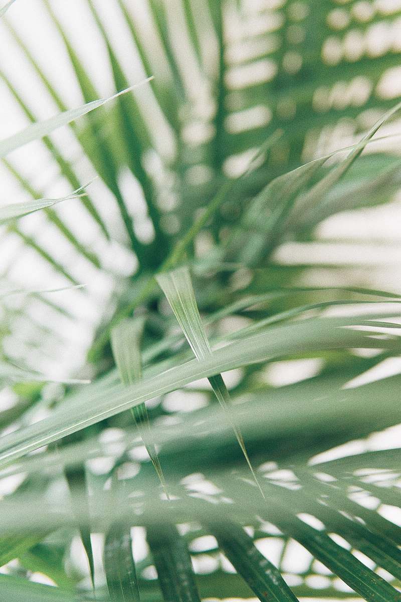 green closeup photography of green palm leaves nature