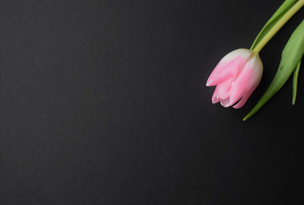 flower pink tulip blossom