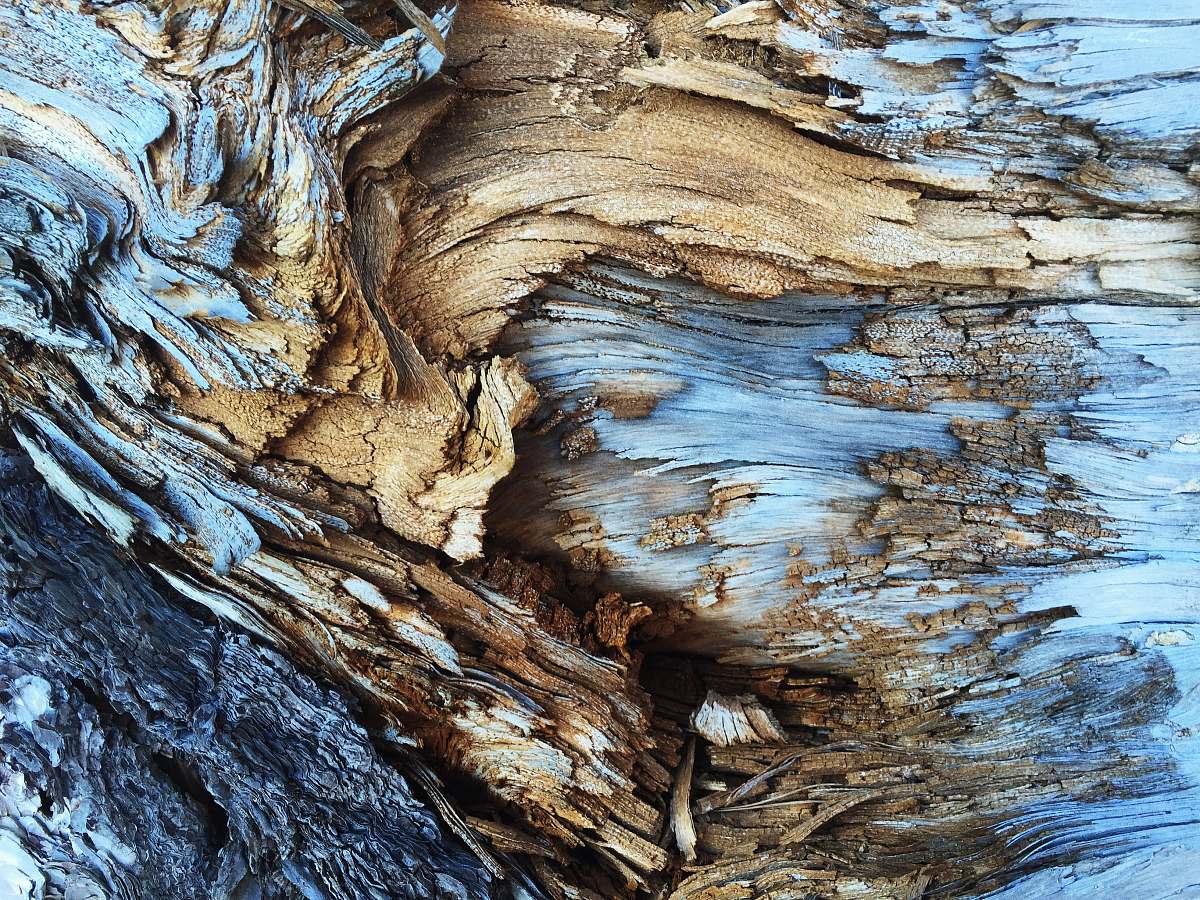nature An abstract texture in light brown and blue tree bark abstract