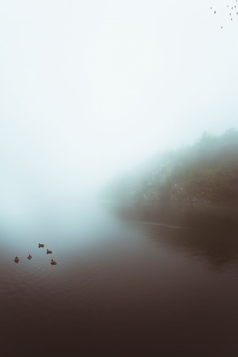 a foggy lake with ducks swimming in the water