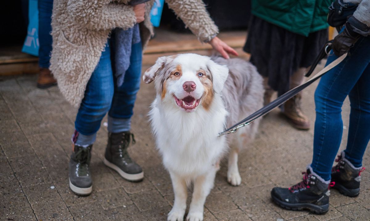 adult white and brown Australian shepherd in between persons