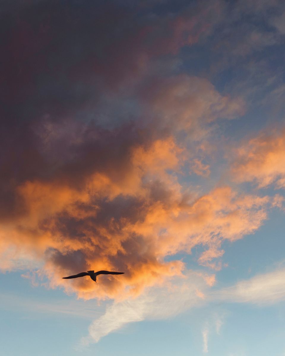 black bird flying at sky