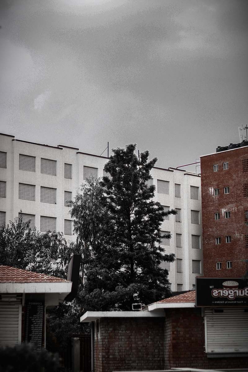 tree grayscale photography of pine tree building