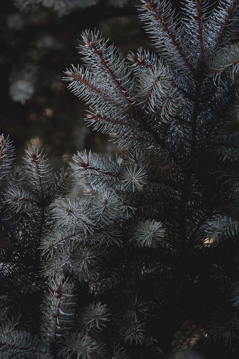 tree green pine tree covered with snow fir