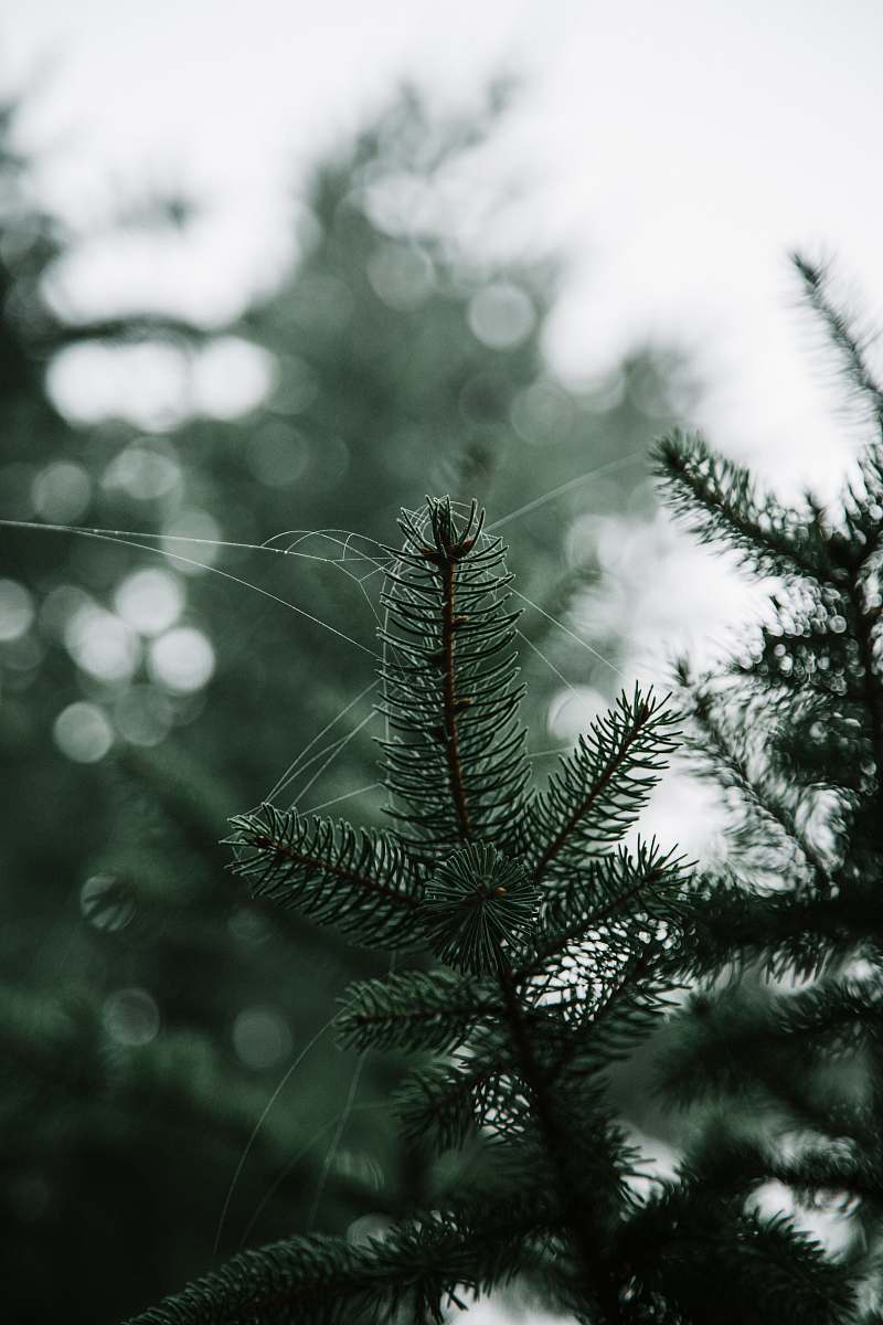 tree green pine tree conifer