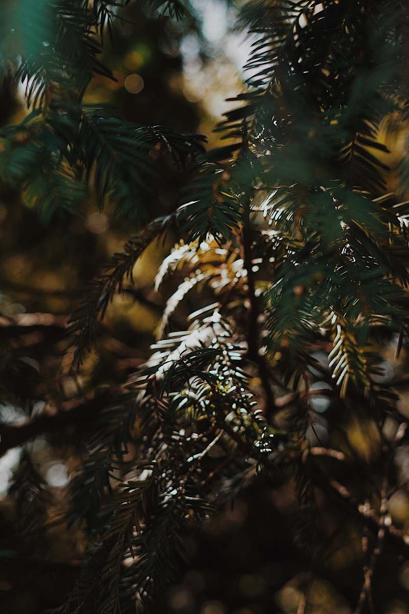 tree green plants in close-up photography conifer