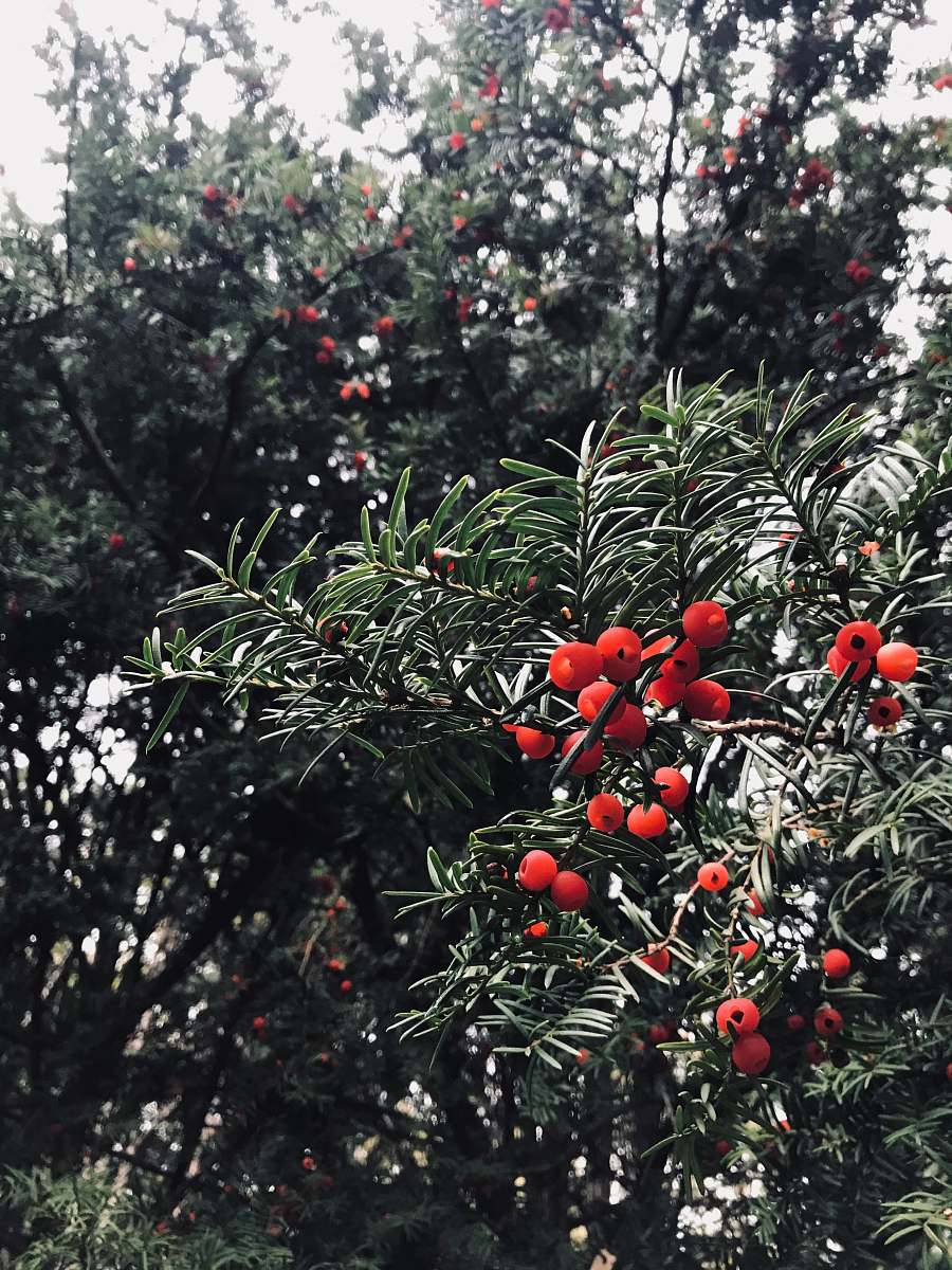 tree selective focus photo of fruits conifer