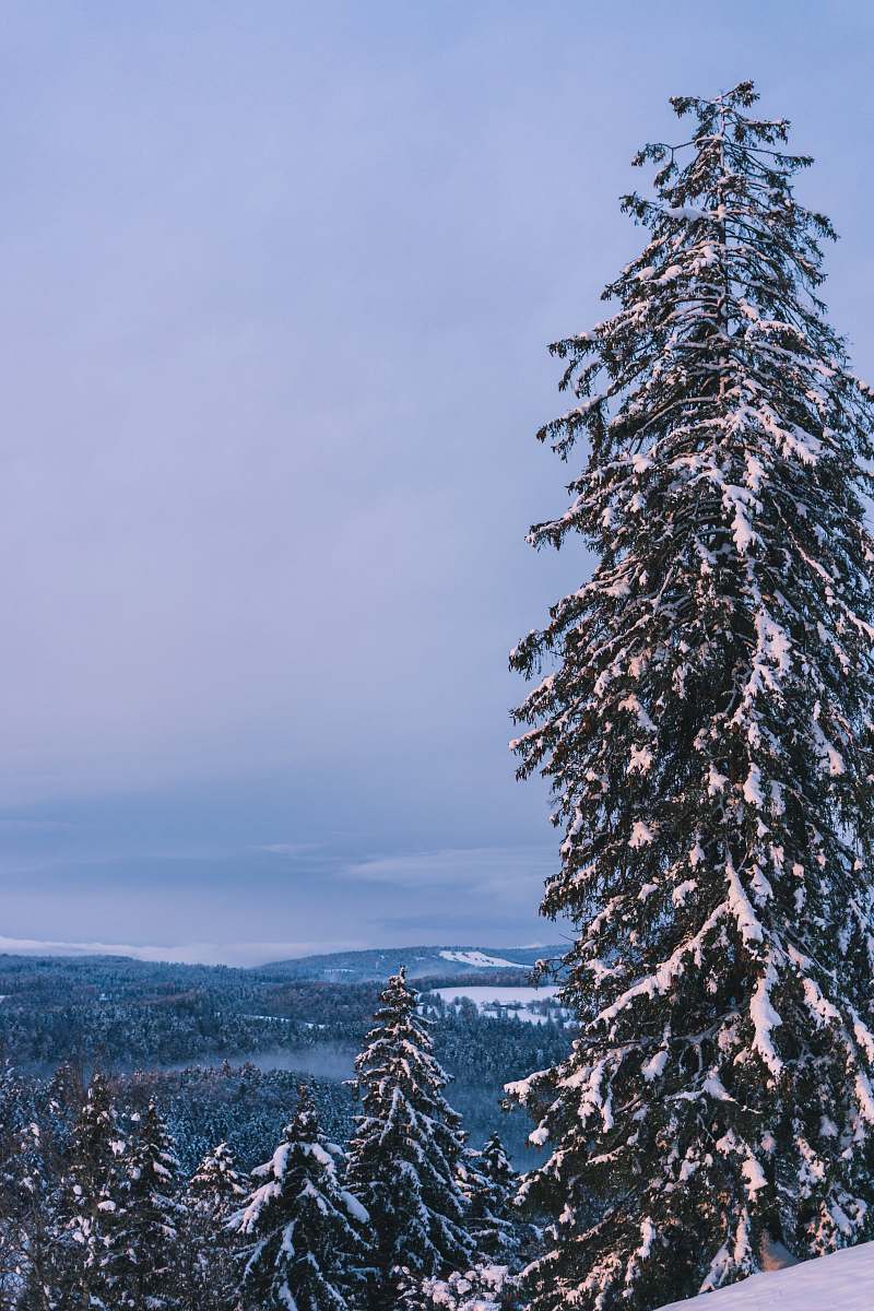 tree snow covered pine tree under white sky during daytime abies