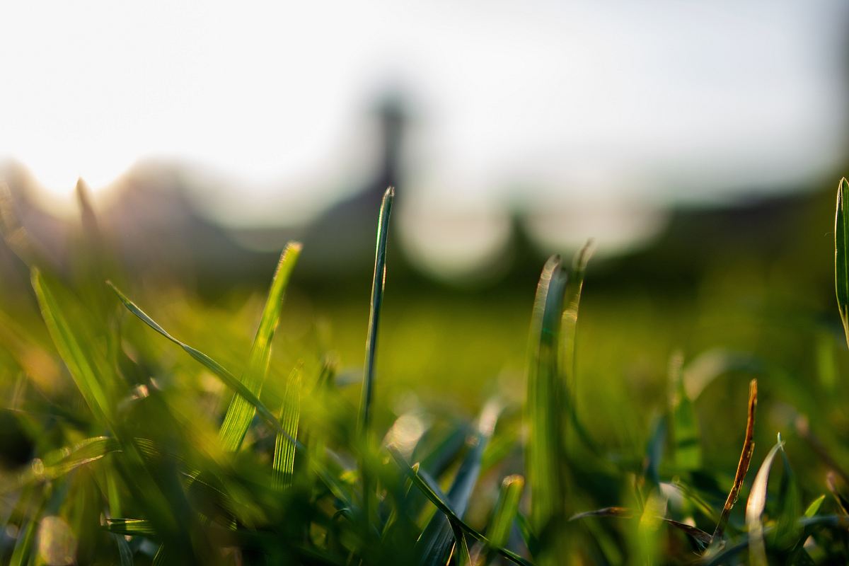 selective focus of grass
