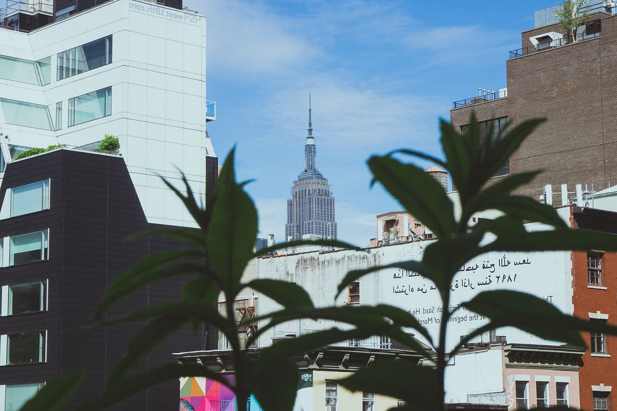 white and grey buildings behind green plant