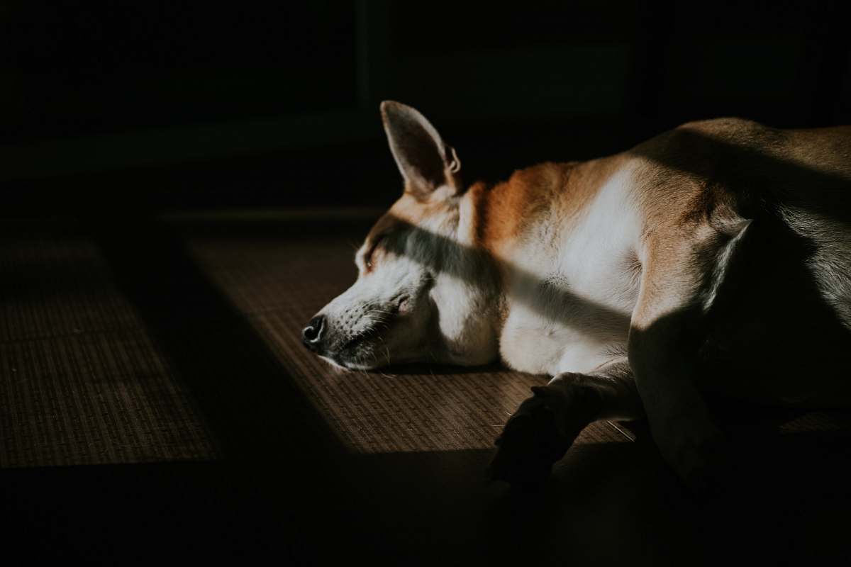 pet brown dog lying on floor with sunrays dog