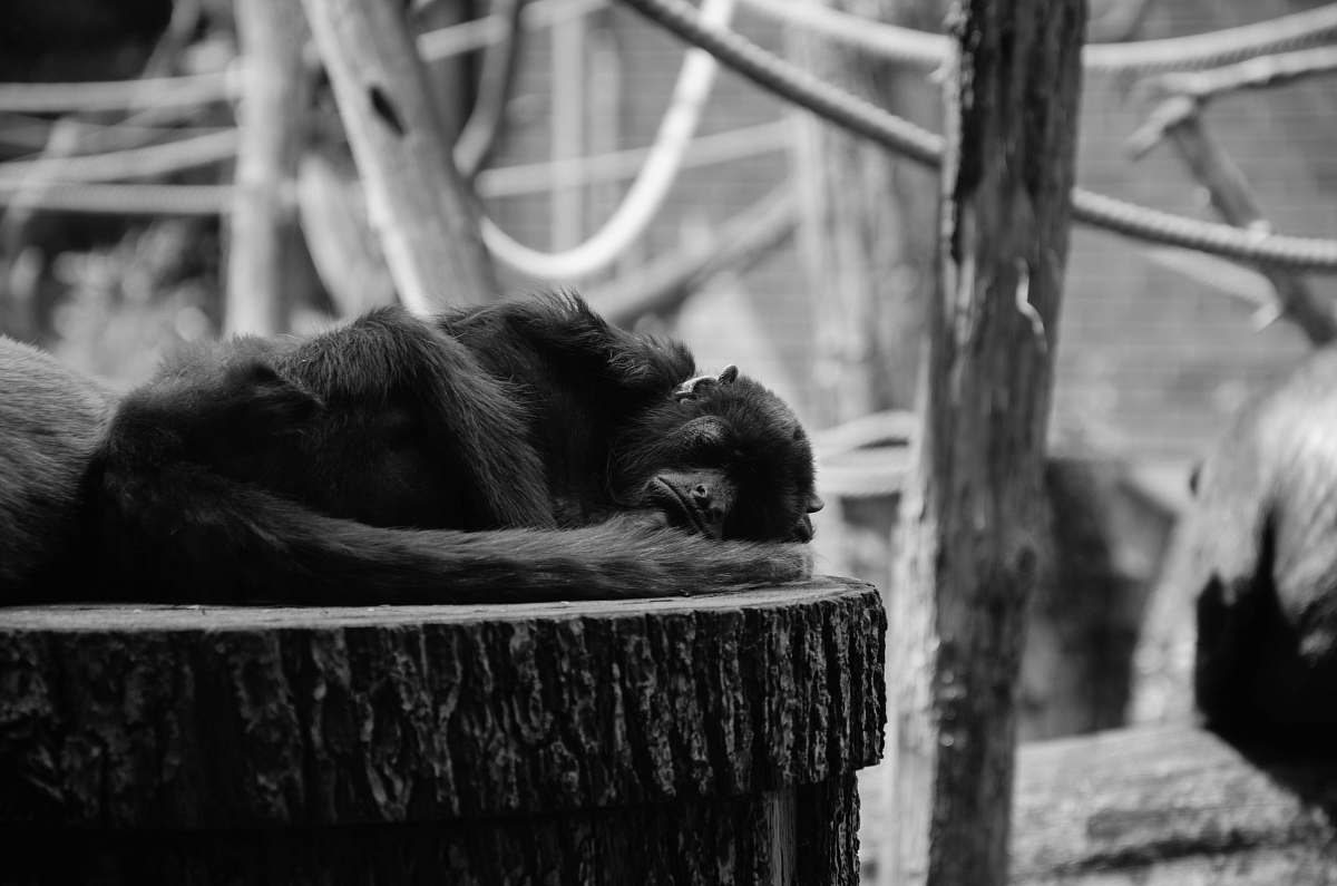 monkey grayscale photography of monkey tierpark berlin