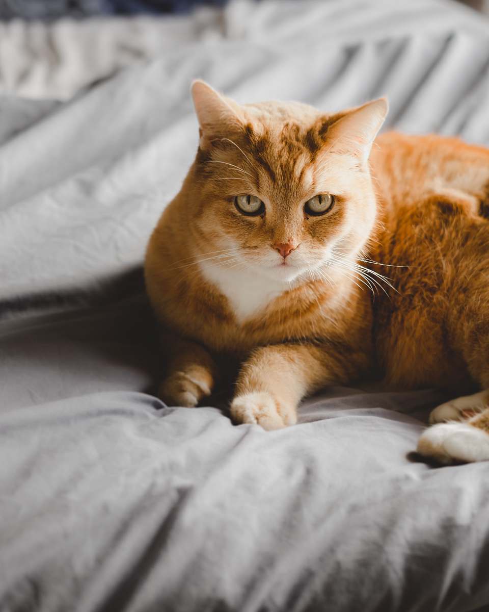 animal selective focus of orange tabby cat pet