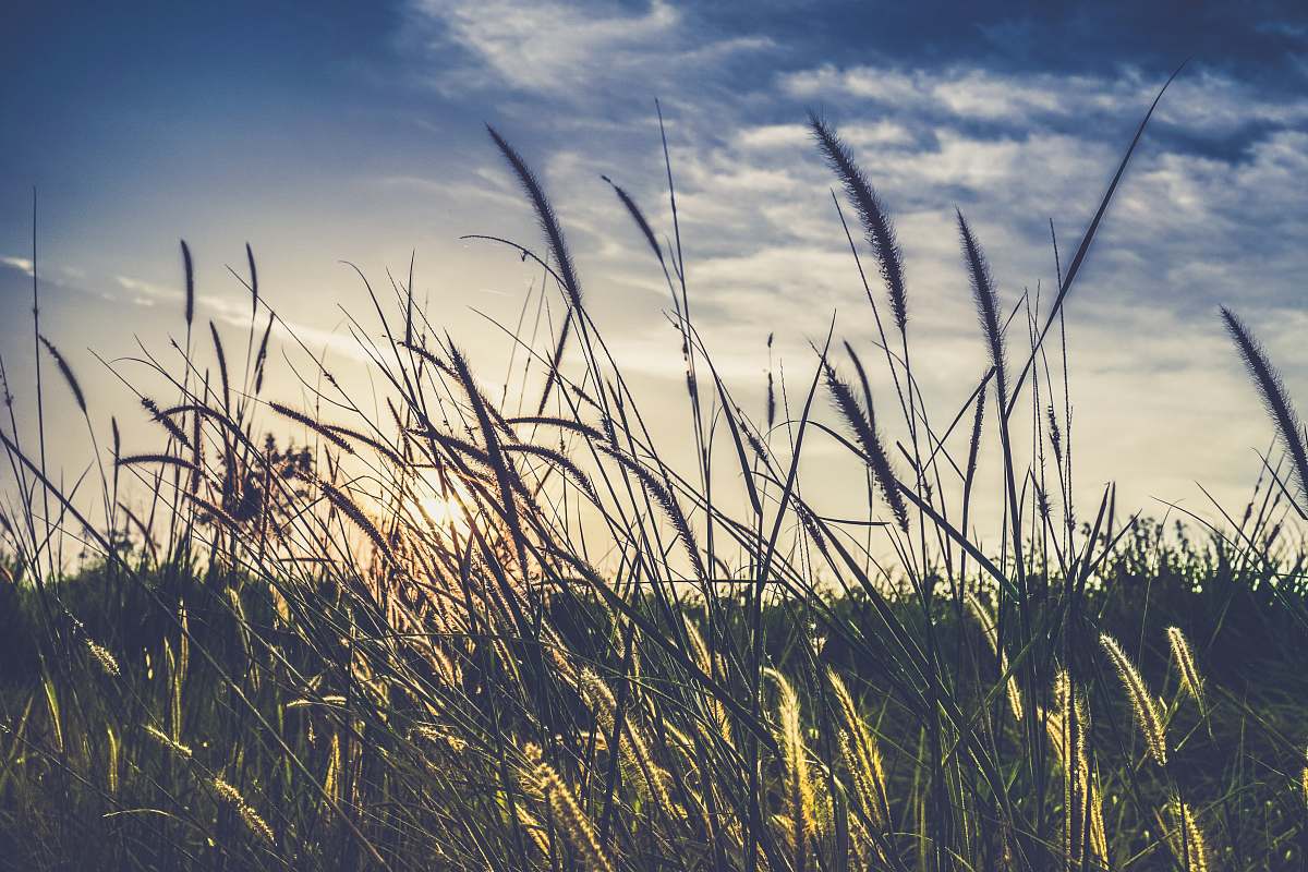 nature landscape photography of green grass field wheat