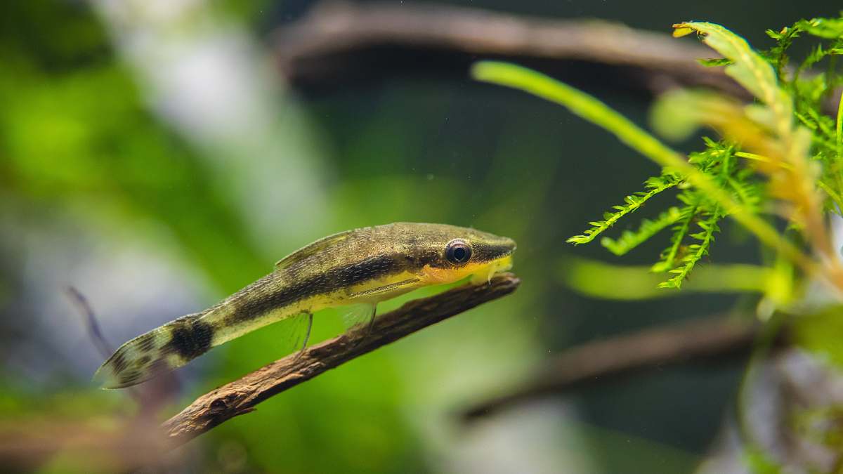 hungary shalow focus photo of fish fern