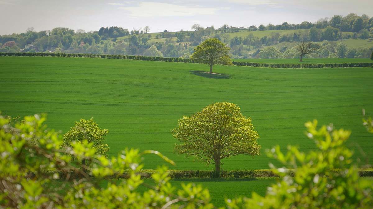 landscape green tree in the middle of grass field filed