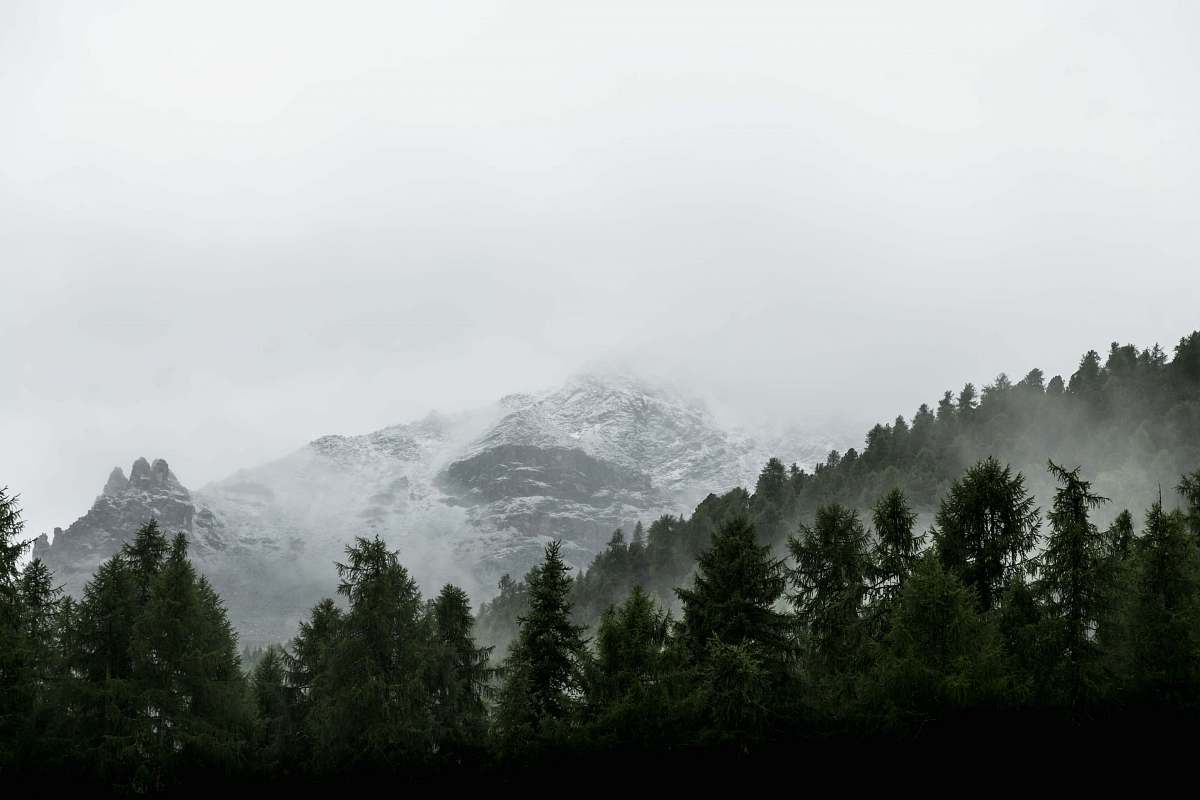 nature evergreen trees on slope of snowy mountain outdoors