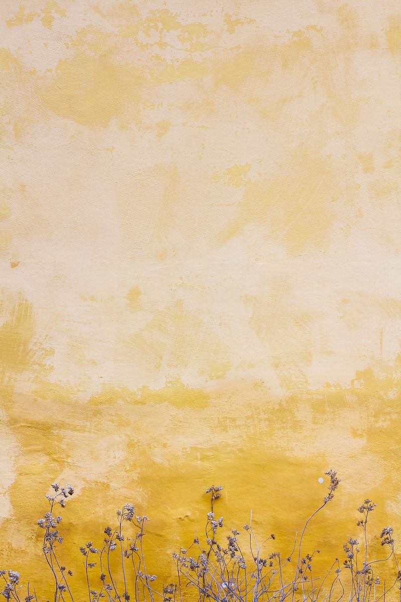 flowers beside yellow wall