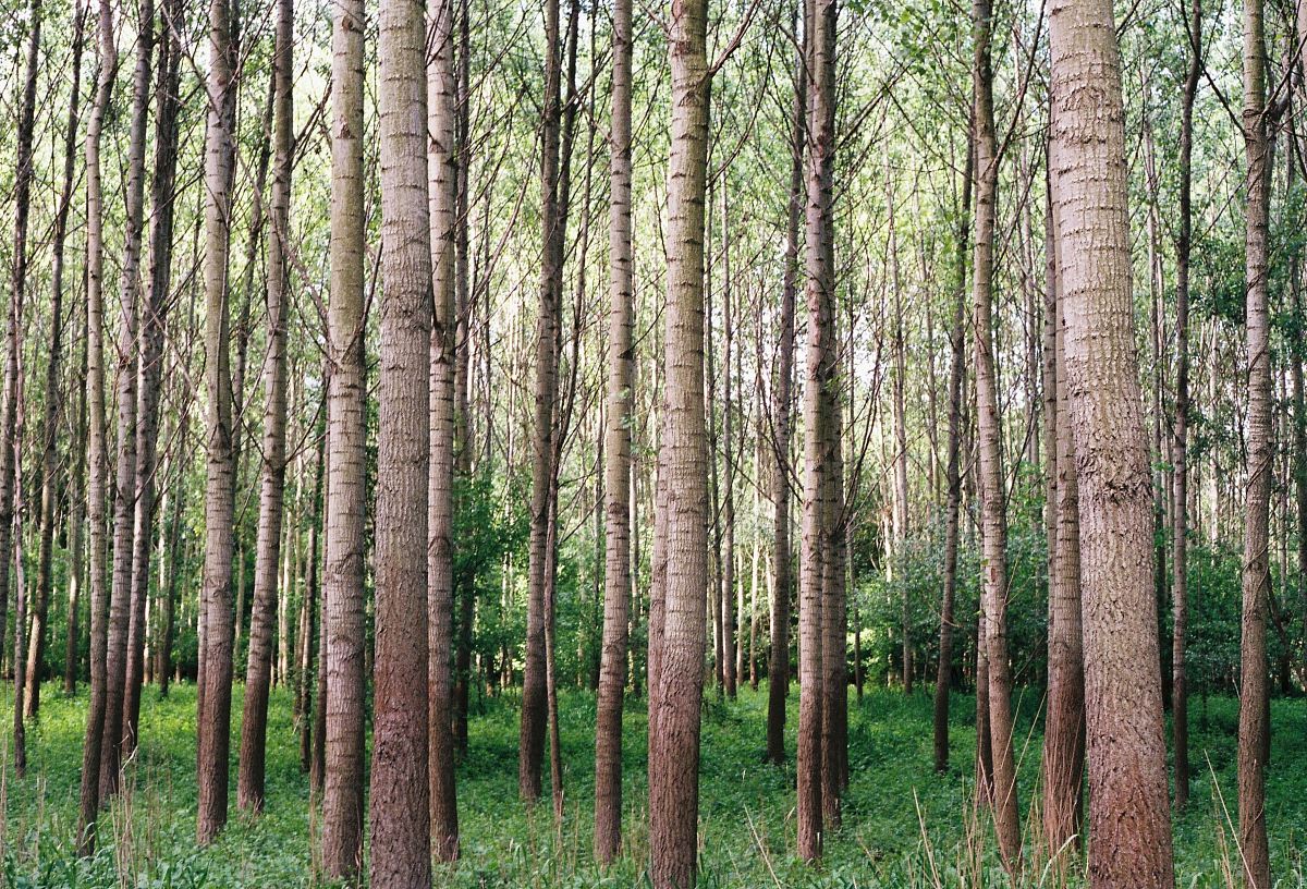green tree during daytime