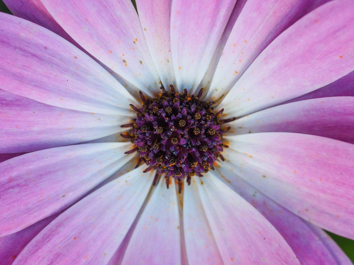 macro photo of purple daisy flower