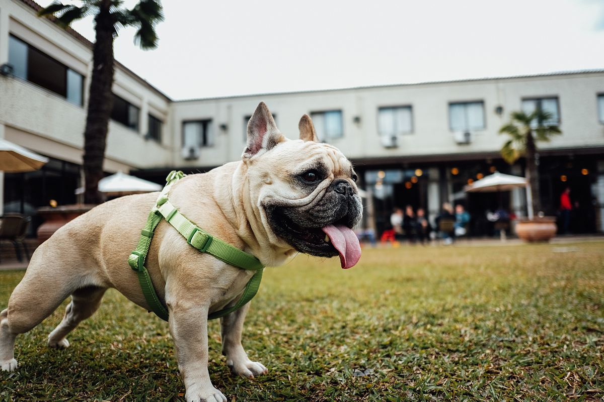 selective focus photography of adult fawn pug
