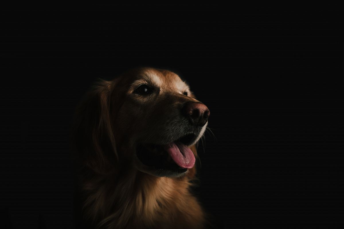 short-coated brown dog showing tongue