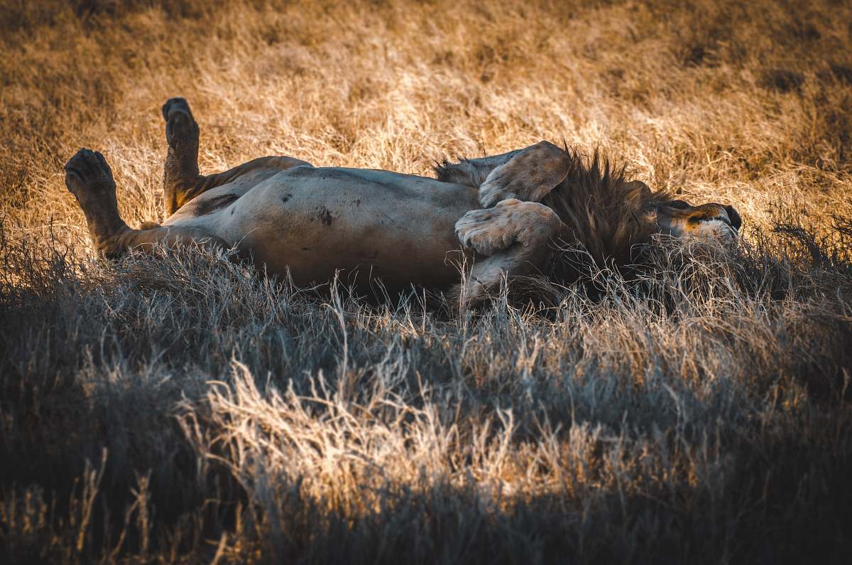 mammal lion in a filed during daytime cattle