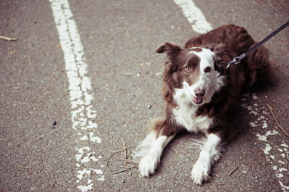 dog long-coat brown and white dog pet