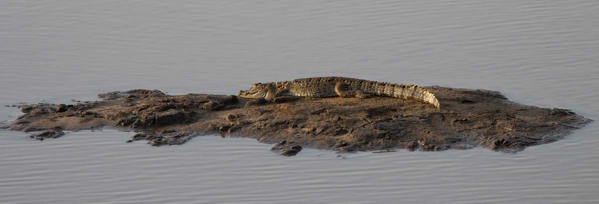 alligator  animal