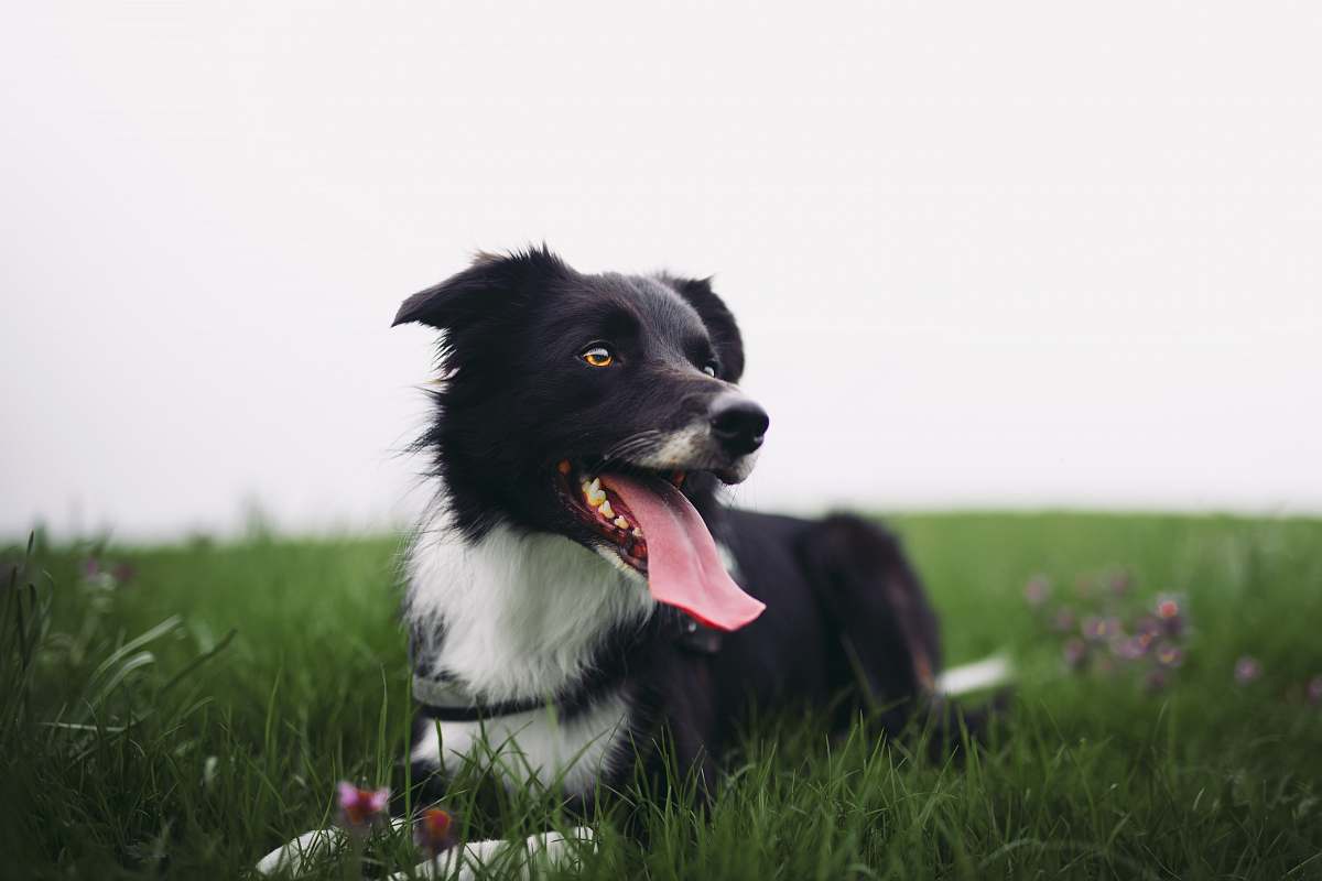 greenwich black dog lying on green grass london