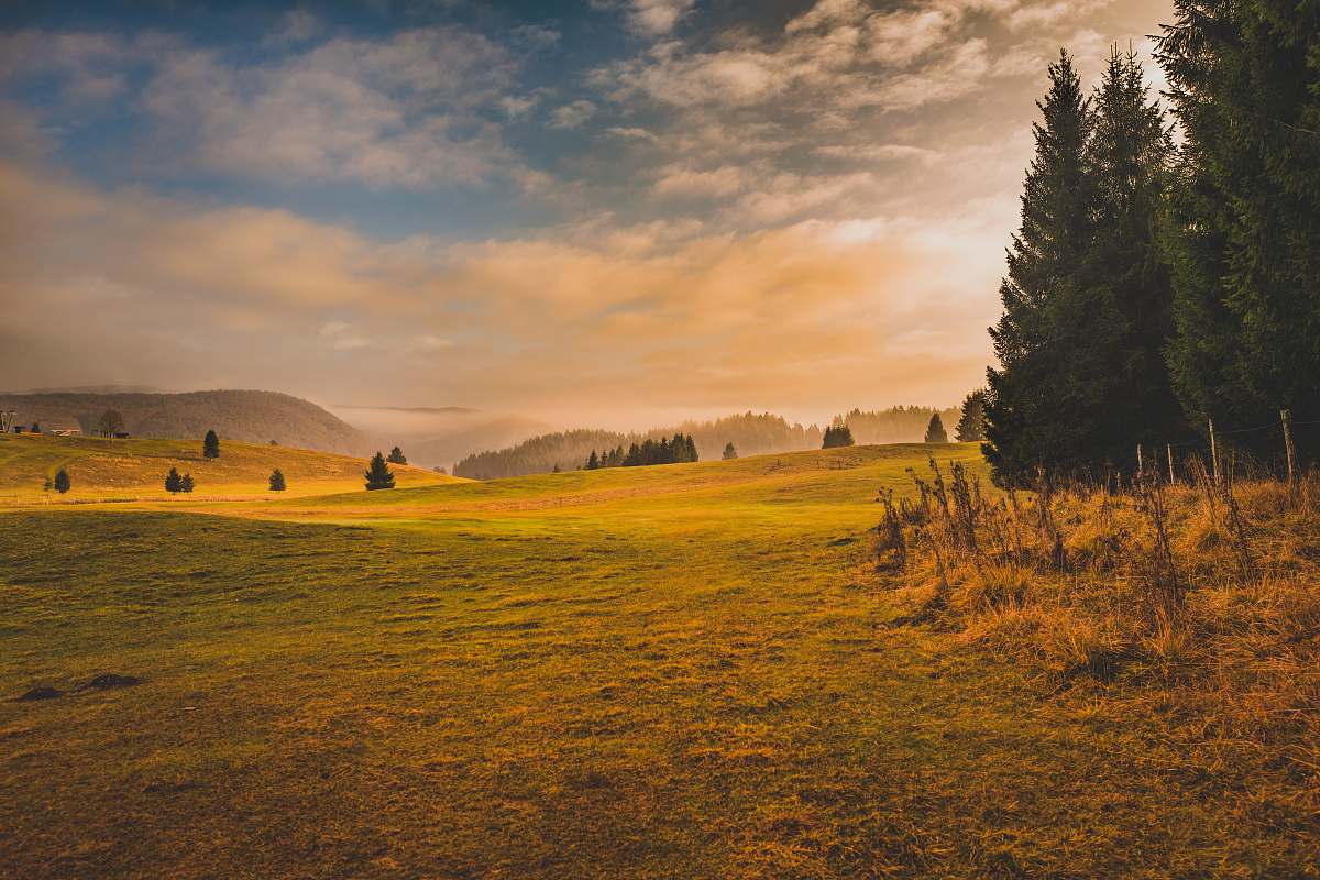 tree grass field and pine trees during golden hour outdoors