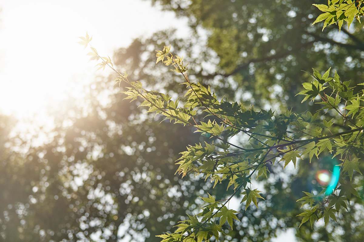 light sun shining over trees tree
